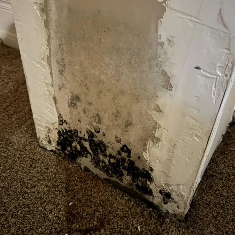 Professional Mold Removal in Meridianville, AL